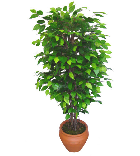 Ficus Benjamin 1,50 cm   Tekirda iek online iek siparii 