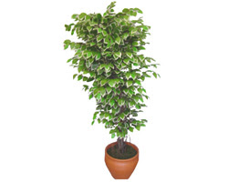 Ficus zel Starlight 1,75 cm   Tekirda uluslararas iek gnderme 