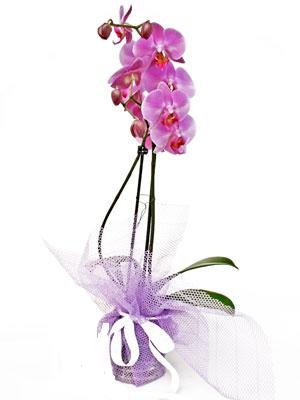  Tekirda iek online iek siparii  Kaliteli ithal saksida orkide