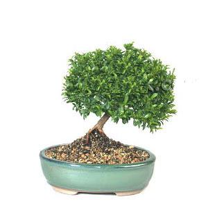 ithal bonsai saksi iegi  Tekirda 14 ubat sevgililer gn iek 