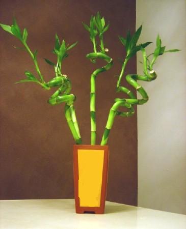 Lucky Bamboo 5 adet vazo ierisinde  Tekirda internetten iek siparii 