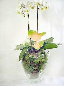  Tekirda ucuz iek gnder  Cam yada mika vazoda zel orkideler