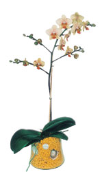  Tekirda cicekciler , cicek siparisi  Phalaenopsis Orkide ithal kalite