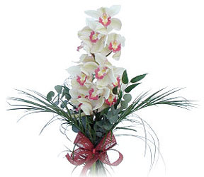 Tekirda iekiler  Dal orkide ithal iyi kalite