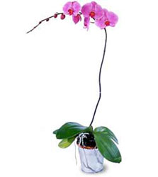  Tekirda 14 ubat sevgililer gn iek  Orkide ithal kaliteli orkide 