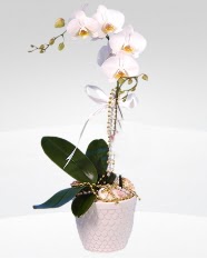 1 dallı orkide saksı çiçeği  Tekirdağ İnternetten çiçek siparişi 
