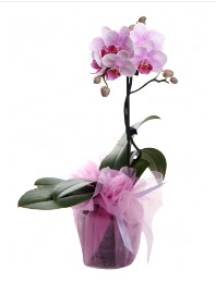 1 dal pembe orkide saksı çiçeği  Tekirdağ yurtiçi ve yurtdışı çiçek siparişi 