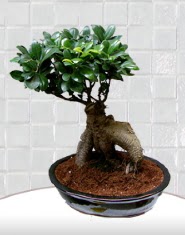 saks iei japon aac bonsai  Tekirda yurtii ve yurtd iek siparii 