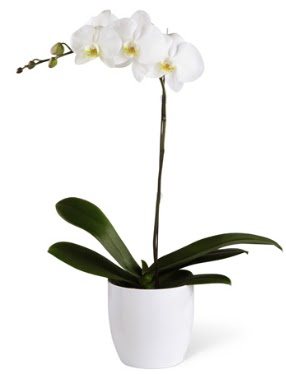 1 dall beyaz orkide  Tekirda hediye sevgilime hediye iek 