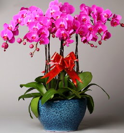 7 dall mor orkide  Tekirda iek maazas , ieki adresleri 