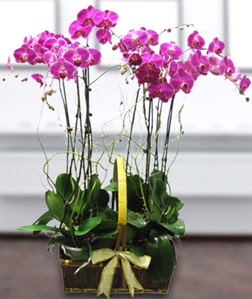 4 dall mor orkide  Tekirda online ieki , iek siparii 