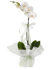 1 dal beyaz orkide iei  Tekirda cicek , cicekci 