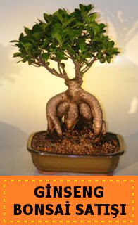 Ginseng bonsai satışı japon ağacı  Tekirdağ uluslararası çiçek gönderme 