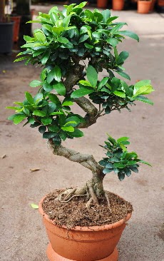 Orta boy bonsai saksı bitkisi  Tekirdağ online çiçek gönderme sipariş 