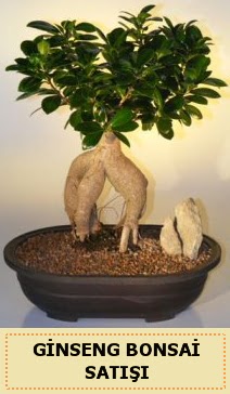 İthal Ginseng bonsai satışı japon ağacı  Tekirdağ çiçekçiler 