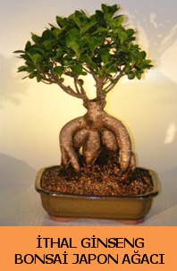 thal japon aac ginseng bonsai sat  Tekirda iek yolla 
