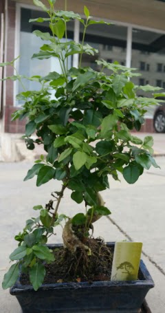 Bonsai japon ağacı saksı bitkisi  Tekirdağ cicek , cicekci 