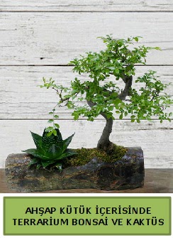 Ahap ktk bonsai kakts teraryum  Tekirda online iek gnderme sipari 