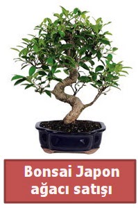 Japon ağacı bonsai satışı  Tekirdağ çiçekçiler 
