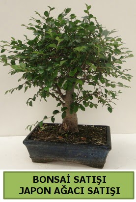 Minyatr bonsai japon aac sat  Tekirda iek gnderme 