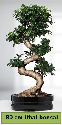 80 cm özel saksıda bonsai bitkisi  Tekirdağ çiçek , çiçekçi , çiçekçilik 