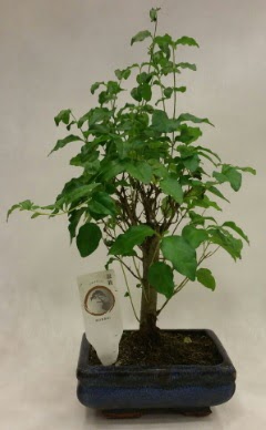 Minyatr bonsai japon aac sat  Tekirda iek , ieki , iekilik 