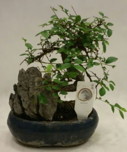 thal 1.ci kalite bonsai japon aac  Tekirda ucuz iek gnder 