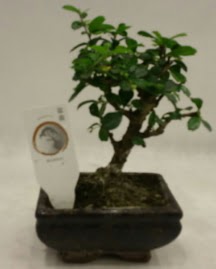 Kk minyatr bonsai japon aac  Tekirda iek sat 
