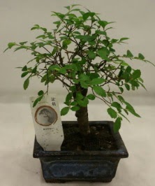 Minyatr ithal japon aac bonsai bitkisi  Tekirda ucuz iek gnder 
