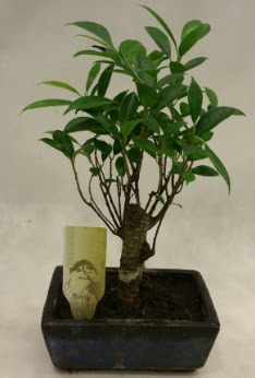 Japon aac bonsai bitkisi sat  Tekirda iek , ieki , iekilik 