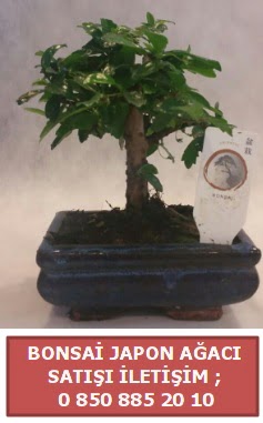 Japon aac minyar bonsai sat  Tekirda ucuz iek gnder 