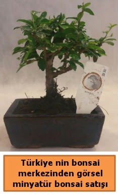 Japon aac bonsai sat ithal grsel  Tekirda ieki telefonlar 