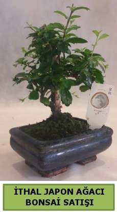 thal japon aac bonsai bitkisi sat  Tekirda iek , ieki , iekilik 