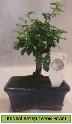 Minyatr bonsai aac sat  Tekirda iek sat 