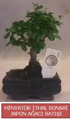 Kk grsel bonsai japon aac bitkisi  Tekirda hediye iek yolla 
