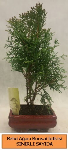 Selvi aac bonsai japon aac bitkisi  Tekirda ucuz iek gnder 