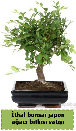 İthal bonsai saksı çiçeği Japon ağacı satışı  Tekirdağ çiçek yolla 