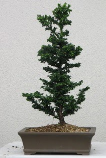 am aac bonsai bitkisi sat  Tekirda iek , ieki , iekilik 