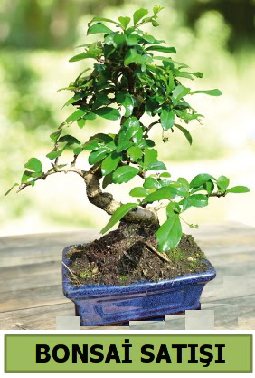 am bonsai japon aac sat  Tekirda ucuz iek gnder 
