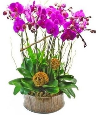 Ahap ktkte lila mor orkide 8 li  Tekirda internetten iek siparii 