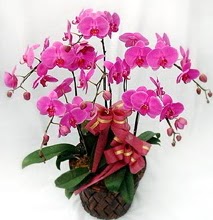 Sepet ierisinde 5 dall lila orkide  Tekirda ieki maazas 