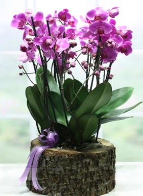 Ktk ierisinde 6 dall mor orkide  Tekirda ieki maazas 