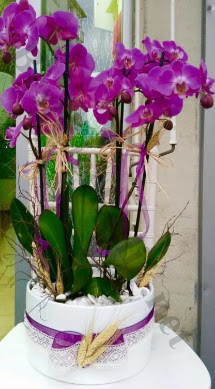 Seramik vazoda 4 dall mor lila orkide  Tekirda cicekciler , cicek siparisi 