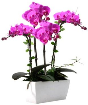 Seramik vazo ierisinde 4 dall mor orkide  Tekirda ucuz iek gnder 