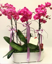 Beyaz seramik ierisinde 4 dall orkide  Tekirda ieki maazas 