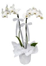 2 dall beyaz orkide  Tekirda online ieki , iek siparii 