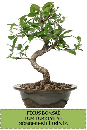 Ficus bonsai  Tekirda iek gnderme 
