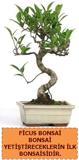 Ficus bonsai 15 ile 25 cm arasndadr  Tekirda ieki telefonlar 