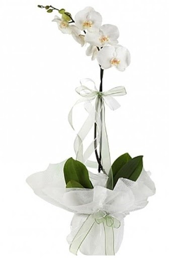 Tekli Beyaz Orkide  Tekirda iek siparii sitesi 