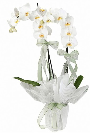 ift Dall Beyaz Orkide  Tekirda iek online iek siparii 